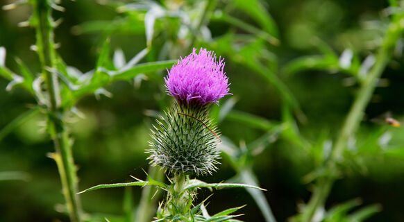 TERRA.track Alkenkuhle