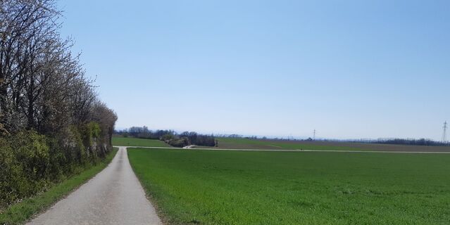 entlang am Windschutzgürtel