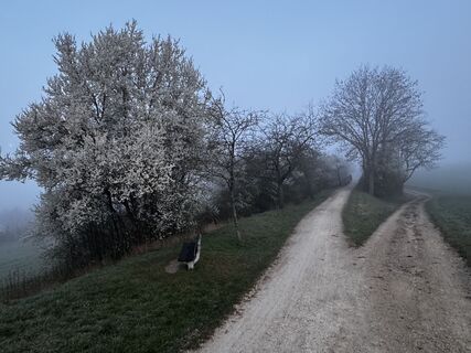 Fotografia z Schaali na trase