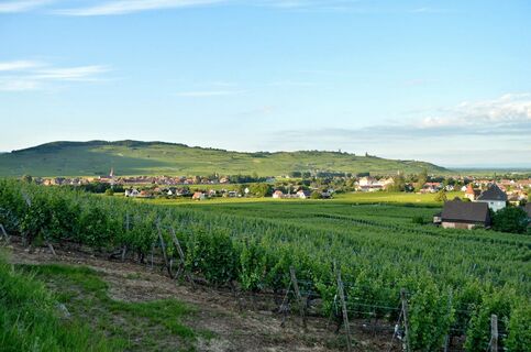 Weinbergwanderung Kaysersberg Sigolsheim