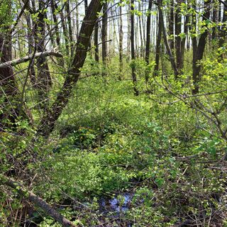 Erlenwäldchen Eisteiche