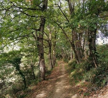 Durch den Wald gehen