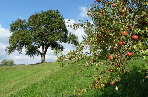 Obstbäume