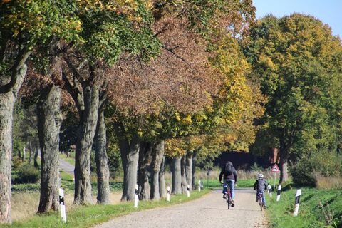 Radfahrer auf dem Radweg BauernLand Weser