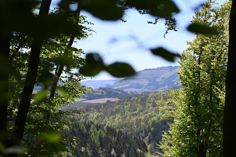 Ausblick auf den Wald bei Ostwig