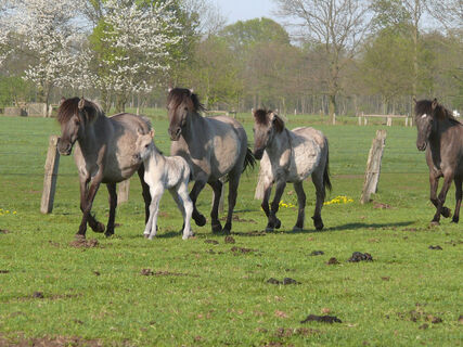 Wildpferde im Naturschutzgebiet