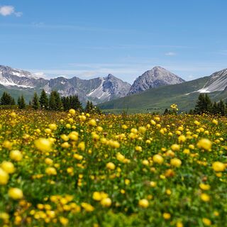 Prätschalp im Sommer