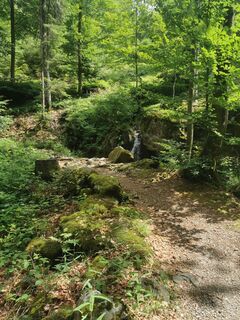 Foto de Waldläufer a lo largo del recorrido