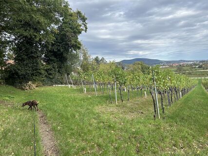 Fotografia z Car Wanderfreude na trase