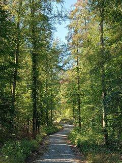 Wanderweg im Wald bei Tierberg