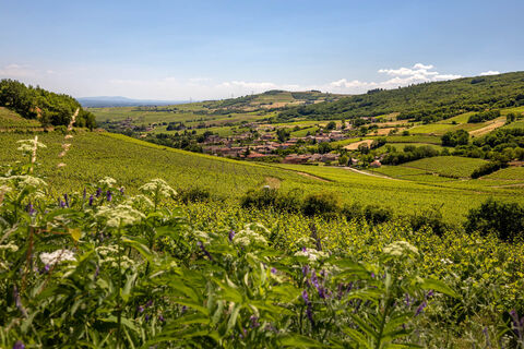 chasselas-village-paysage-etienne-ramousse-images-macon-sud-bourgogne-012 (1)