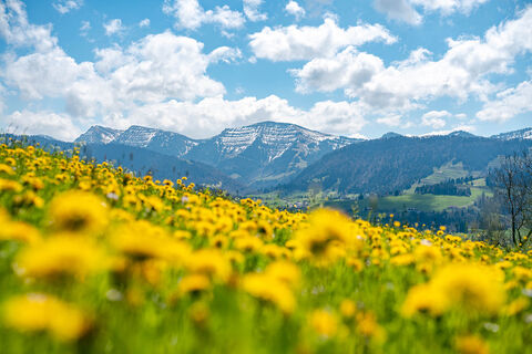 Blick vom Kapf auf die Nagelfluhkette