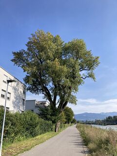 Foto von buwal entlang der Tour