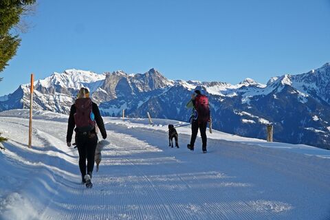 Hundefreundliche Winterwanderung im Taminatal