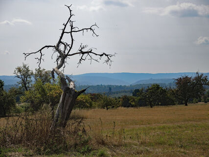 Auf der Höhe bei Spessart