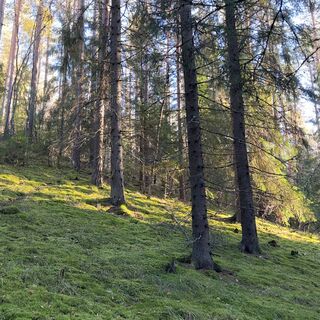 Die Route verläuft durch viele Hügel und wunderschönes, von Moos bedecktes Gelände.