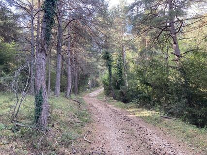 Forstweg durch den Kiefernwald