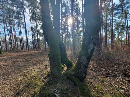 Foto von wanderelke entlang der Tour