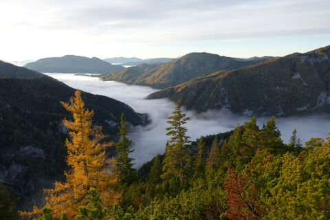 unter uns das Nebelmeer und die Lärchen erstrahlen in satten Gold-Farben