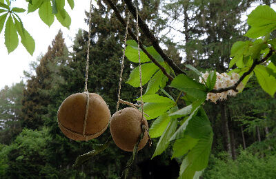 Am Kartoffelbaum