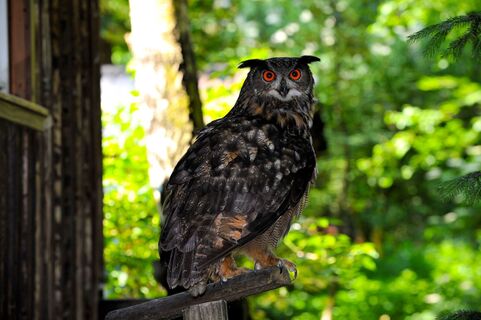 Vogelstation Lehrbach