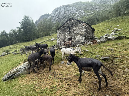 Alpenbogen A138 Dubino - Filorera