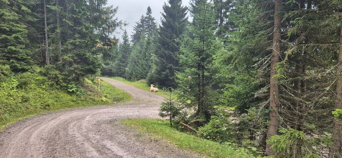 Foto von PaulenFloor Kok entlang der Tour