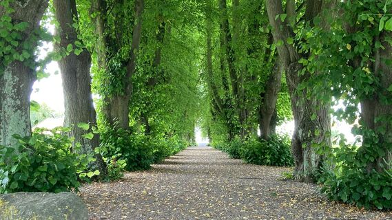 Waldweg