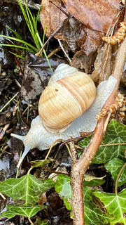 Schnecke
