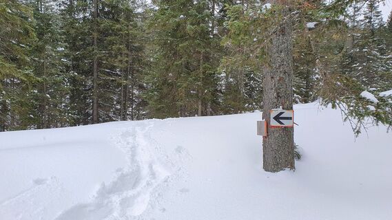 1.7 km Pfeilmarkierung Waldquerung