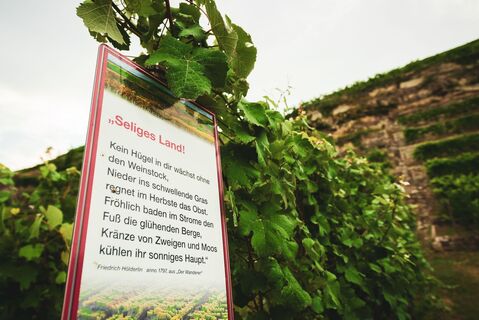 web Lauffen am Neckar Katzenbei er Steillagen 1