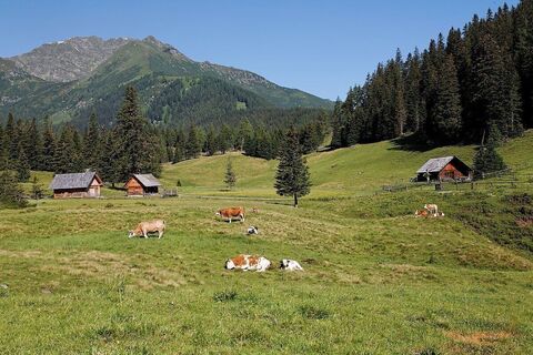 Rinder auf der Hölleralm