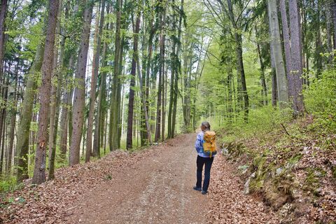 Der Weg führt durch den Wald