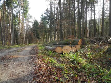 Weg durch den Wald