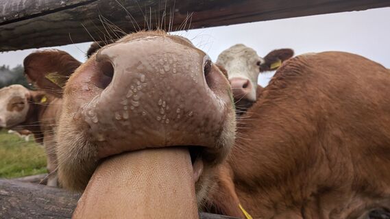 Fotografija s spletne strani Klaus Lehner na poti