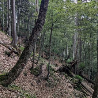 Der Buchenwald entlang des Weges