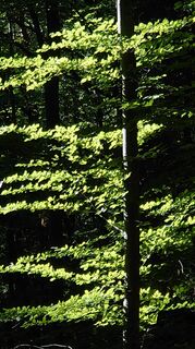 Foto von Manni 2 entlang der Tour