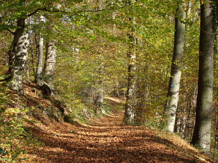 Bergischer Weg im Siebengebirge