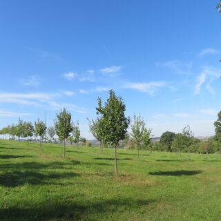 Neuanlage Streuobst