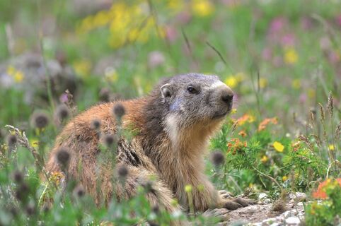 Murmeltiere auf den Wiesen in Haute Maurienne Vanoise