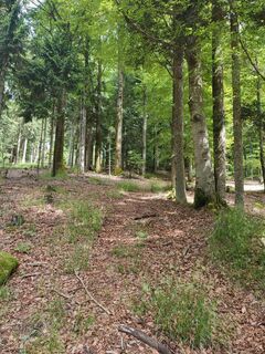 Im Anstieg zum Eschenberg