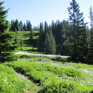 Weg zur Geierkogel Unterstandshütte