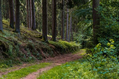 Giebelwald