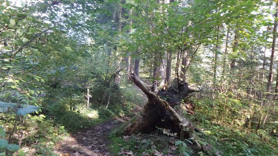 Wurzeltrail Trieben