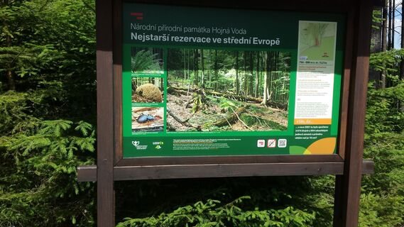 Urwald in hojna voda