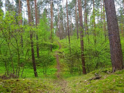 Waldpfad im Mai