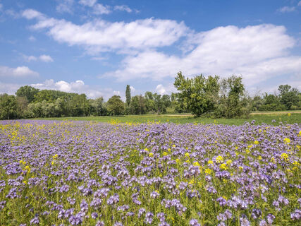 Landschaft Blumen Schmuckbild TMBW 3