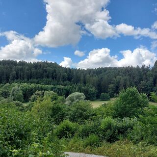 Waldpanorama