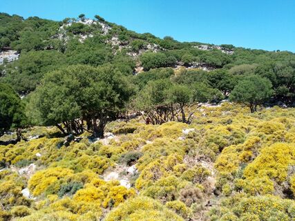 Photo de MopsBiene le long du parcours