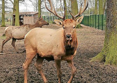 Wildpark Weißewarte